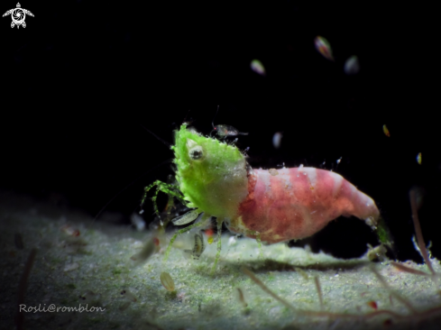 A Sashimi Shrimp & Amphipods