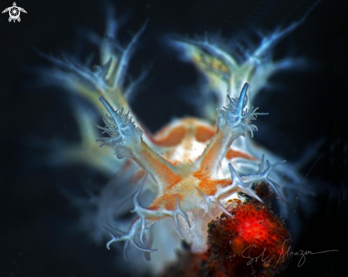 A Nudibranch 