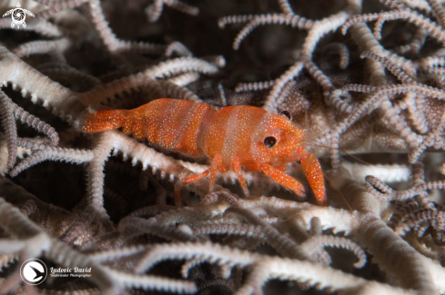 A Lipkemenes lanipes | Basket Star Shrimp