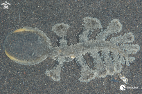 A Green Melibe Nudibranch