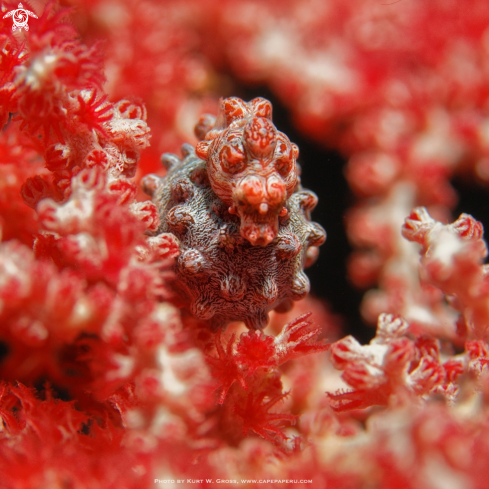 A Hippocampus barbiganti | Pygmy Seahorse