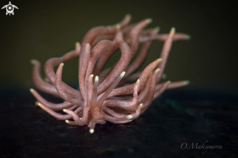 A Nudibranch Phyllodesmium briareum