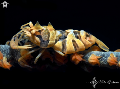 A Whip Coral Shrimp