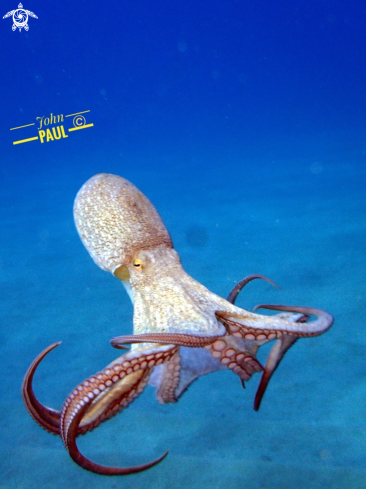 A Octopus vulgaris | Pieuvre