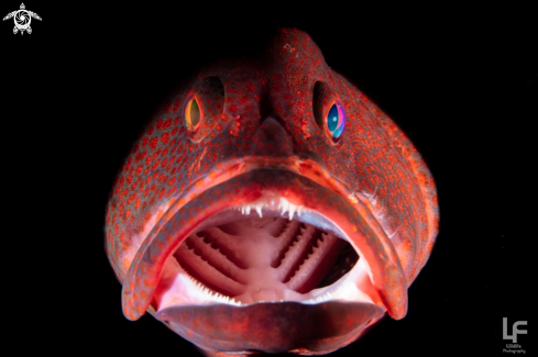 A Grouper