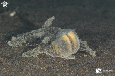 A Melibe viridis | Green Melibe Nudibranch