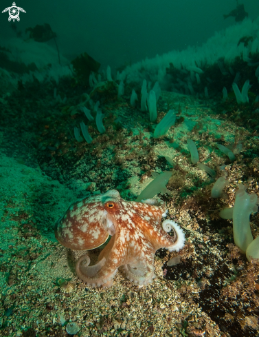 A Curled octopus