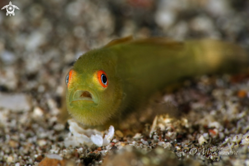 A Emerald coral goby (Paragobiodon xanthosoma)