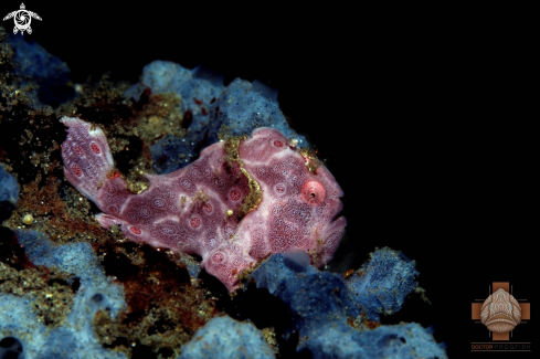 A Painted Frogfish