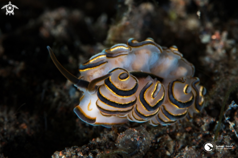 A Donut Nudibranch