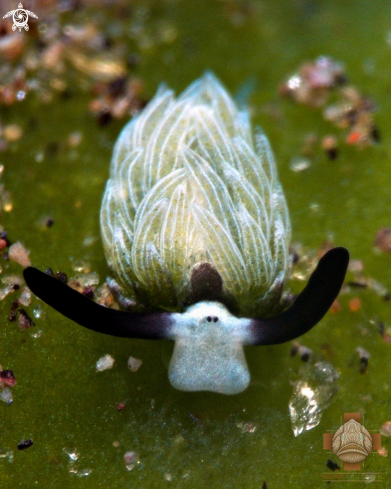 A Costasiella sp. | Sap-Sucking Slug