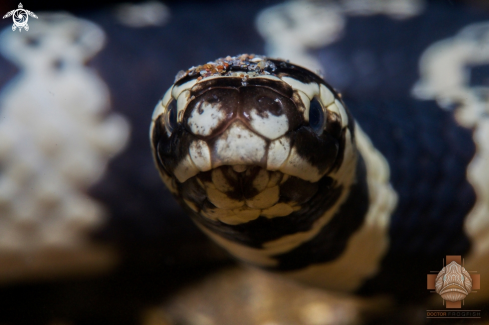 A Emydocephalus annulatus | Turtle-headed Sea Snake