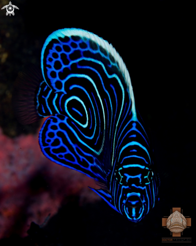 A Pomacanthus imperator | Juvenile Emperor Angelfish