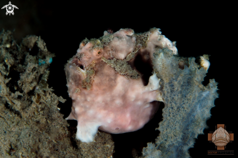 A Antennarius maculatus | Clown Frogfish