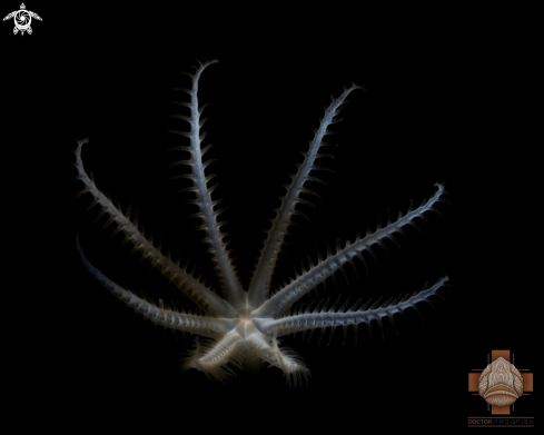 A Xenia sp. | Soft Pulsating Coral