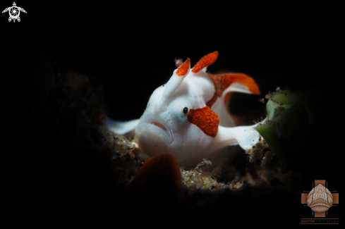 A Antennarius maculatus | Clown Frogfish