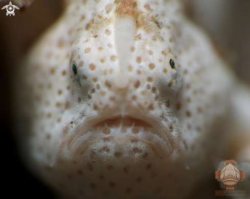 A Painted Frogfish