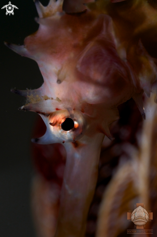 A Hippocampus histrix | Thorny Seahorse