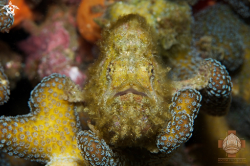 A Freckled Frogfish