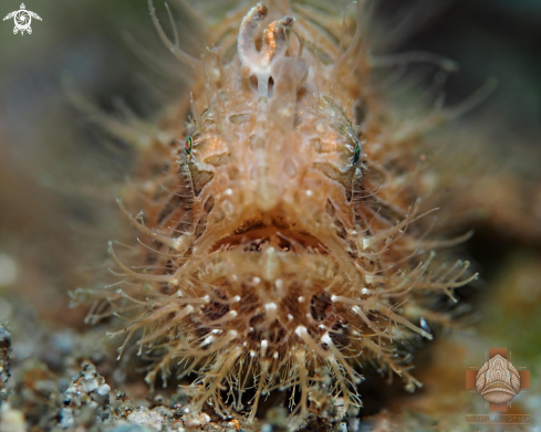 A Antennarius striatus | Hairy Frogfish