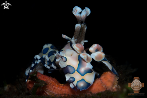 A Harlequin Shrimp