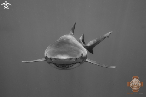 A Lemon Shark