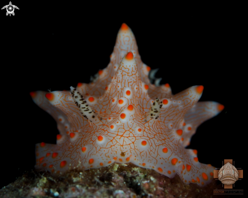 A Nudibranch