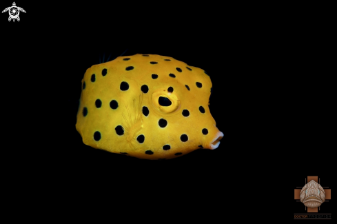 A Juvenile Yellow Boxfish