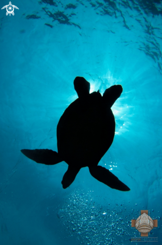 A Chelonia mydas | Green Sea Turtle