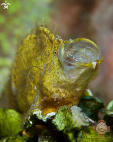 A Randall's Frogfish