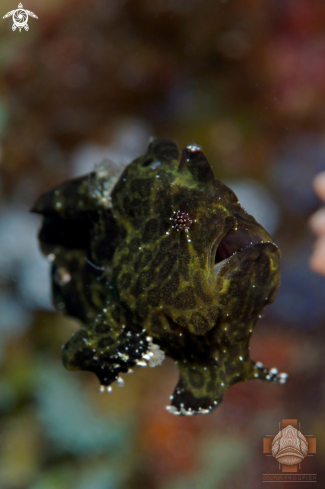 A Antennarius commerson | Juvenile Giant Frogfish