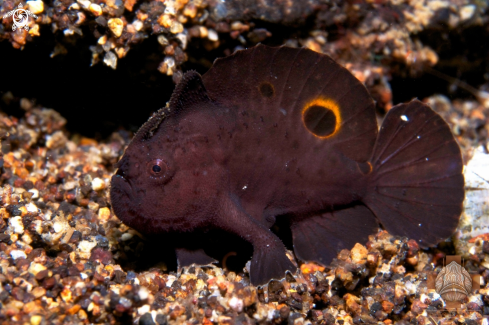 A Ocellated Frogfish