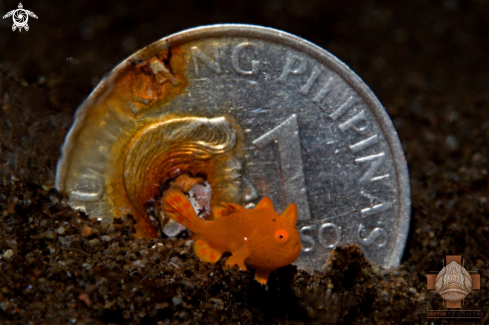 A Juvenile Painted Frogfish