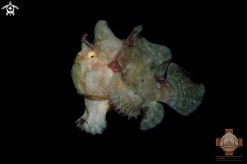 A Antennarius pictus | Painted Frogfish