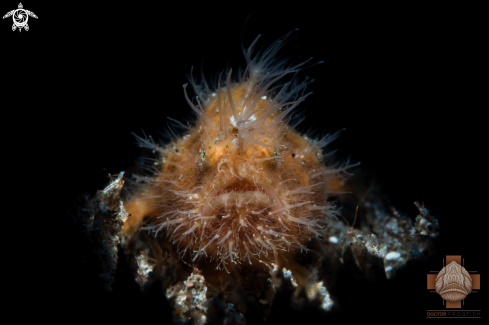 A Antennarius striatus | Hairy Frogfish