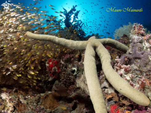 A Seastar and glassfish