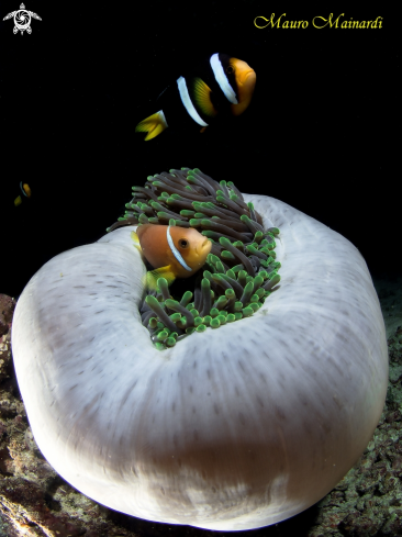 A Clownfish & Anemone