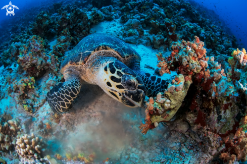 A Hawksbill sea turtle