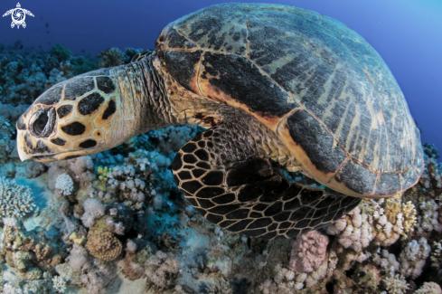 A Hawksbill sea turtle