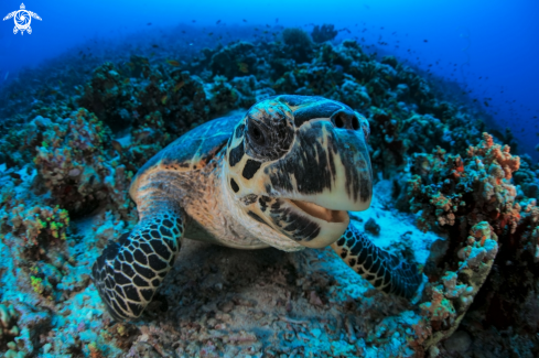 A Hawksbill sea turtle