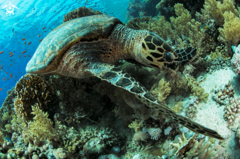 A Eretmochelys imbricata | Hawksbill sea turtle