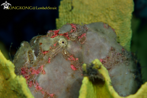 A Giant Painted Frogfish