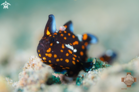 A Juvenile Clown Frogfish