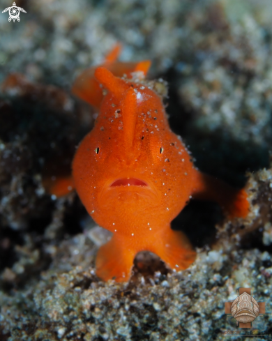 A Antennarius pictus | Juvenile Painted Frogfish