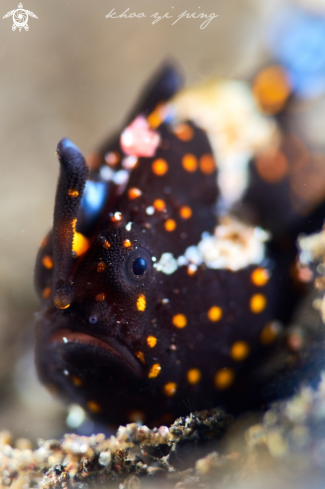 A Frogfish