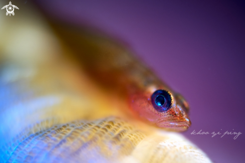 A Goby