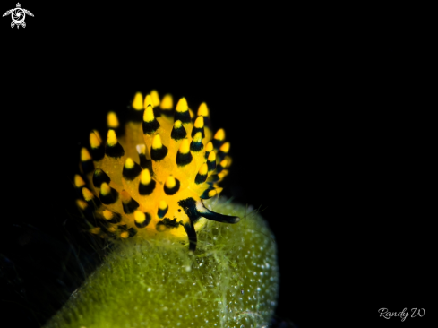 A Nudibranch