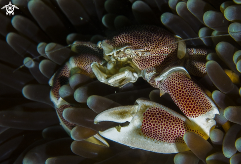 A Neopetrolisthes maculatus