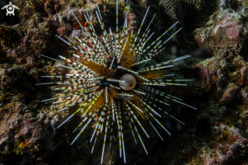 A Echinoidea