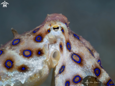 A Hapalochlaena lunulata (Quoy & Gaimard, 1832) | Blue Ring Octopus